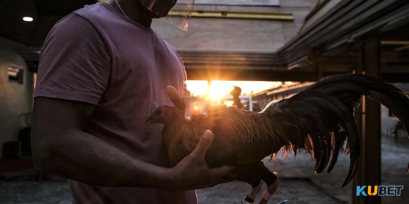 Điểm mặt những chiến kê khủng trong làng đá gà